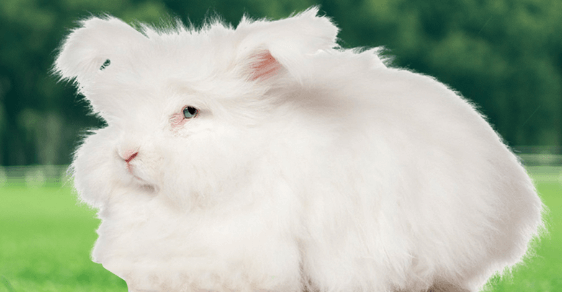 怎么養(yǎng)兔子才能長的快？