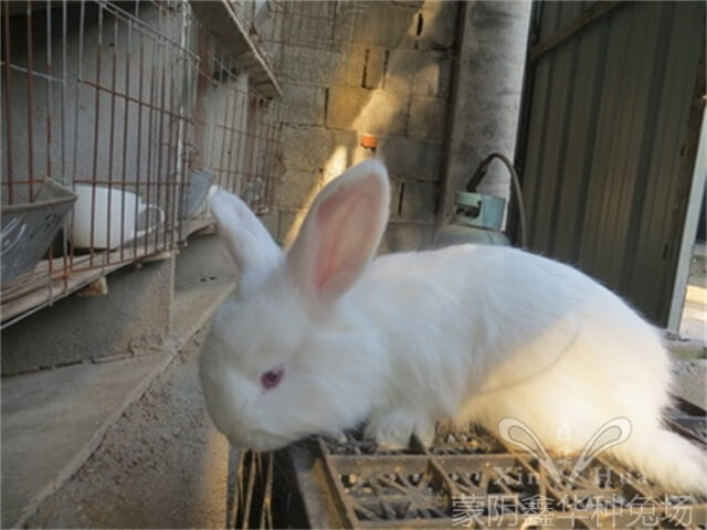 母兔高產(chǎn)有以下幾種方法？