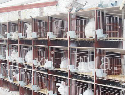 大量飼養長毛兔需要學好哪些知識