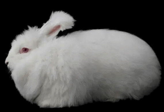 飼養長毛兔的決策