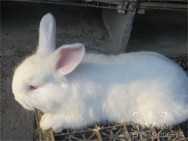 長毛兔養殖怎么能加快兔毛的生長