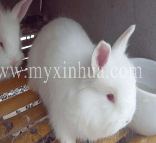 這些飼養(yǎng)兔子誤區(qū)，你中招了嗎？