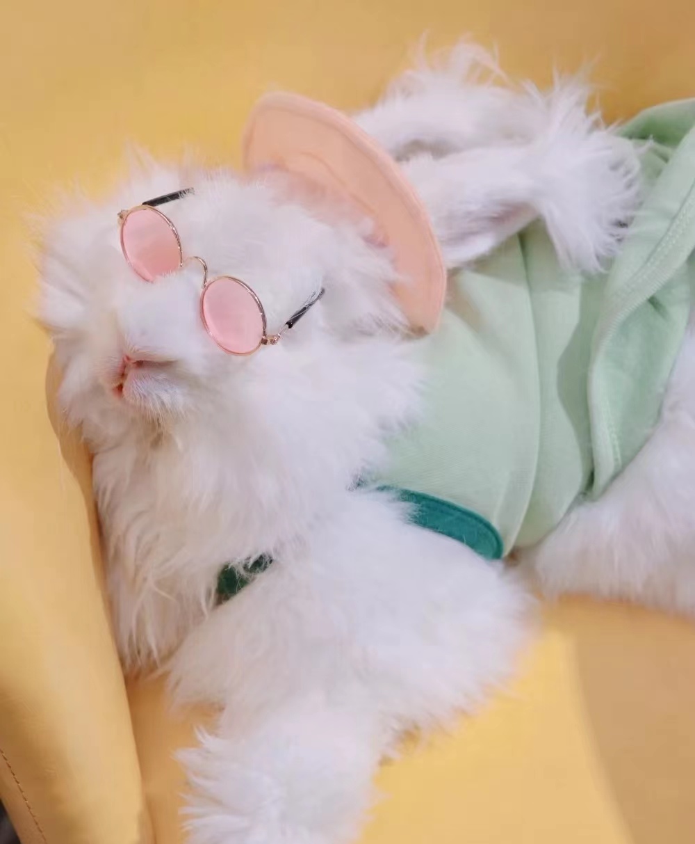 如何挑選產毛量高的長毛兔：品種、特征與養護全解析