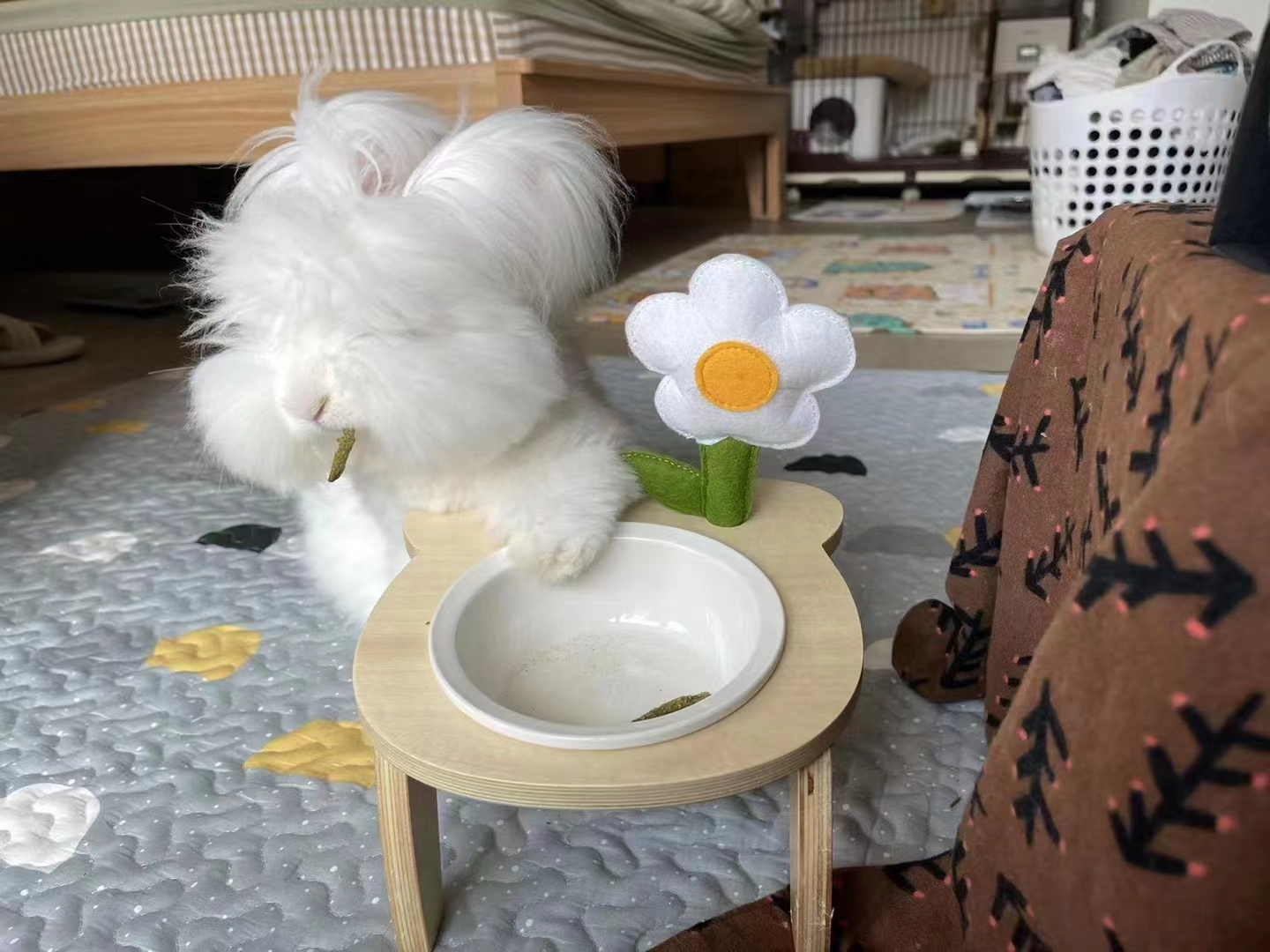 養長毛兔顯著的優勢有什么？