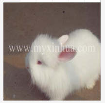 長毛兔夏季季豢養(yǎng)的留意事項(xiàng)