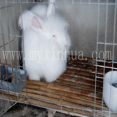 長毛兔的飼養管理上的環境控制要點！