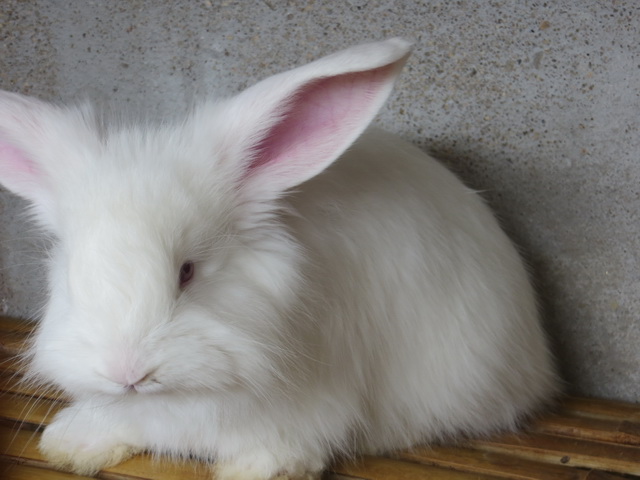 長毛兔的生物習性是怎么樣的？